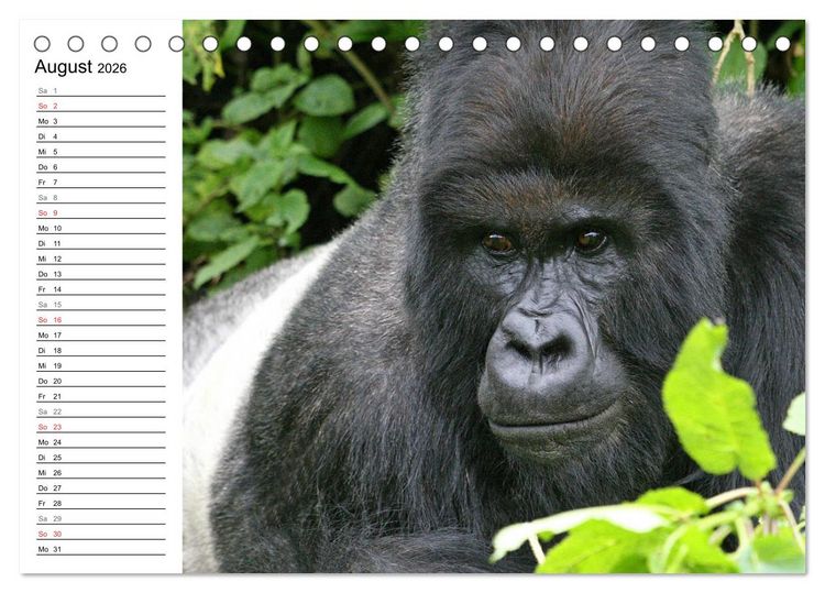 Produktbild: Affen in Afrika (Tischkalender 2026 DIN A5 quer), CALVENDO Monatskalender