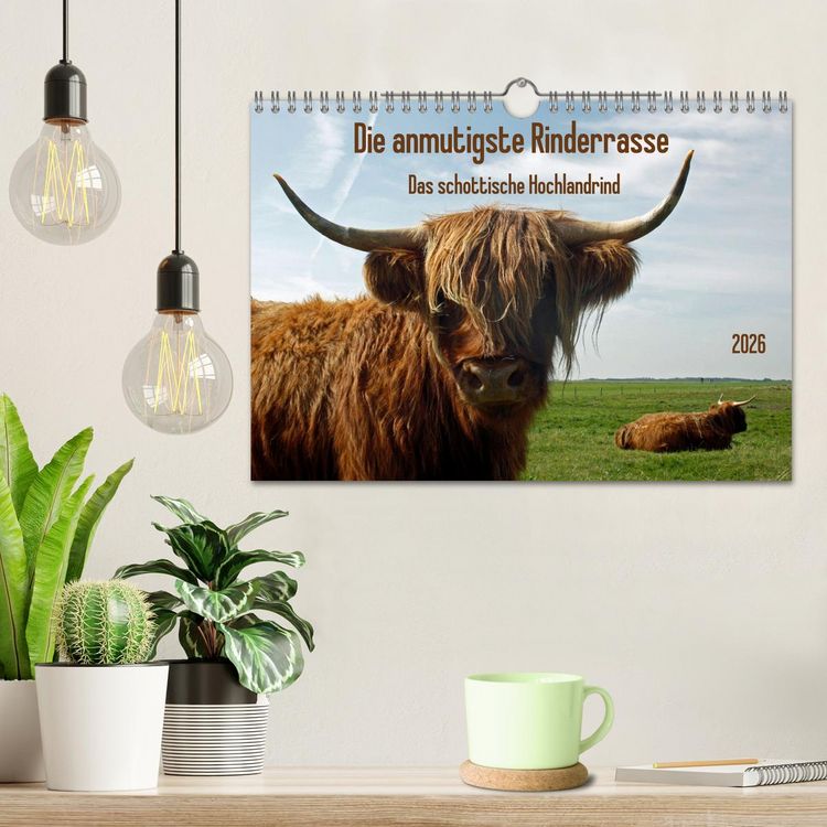 Produktbild: Die anmutigste Rinderrasse - Das schottische Hochlandrind (Wandkalender 2026 DIN A4 quer), CALVENDO Monatskalender