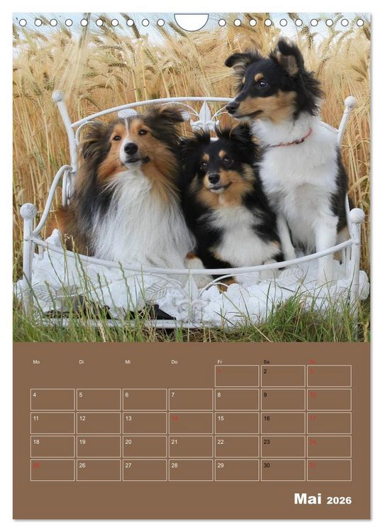 Produktbild: SHELTIES Herzensbrecher auf 4 Pfoten (Wandkalender 2026 DIN A4 hoch), CALVENDO Monatskalender
