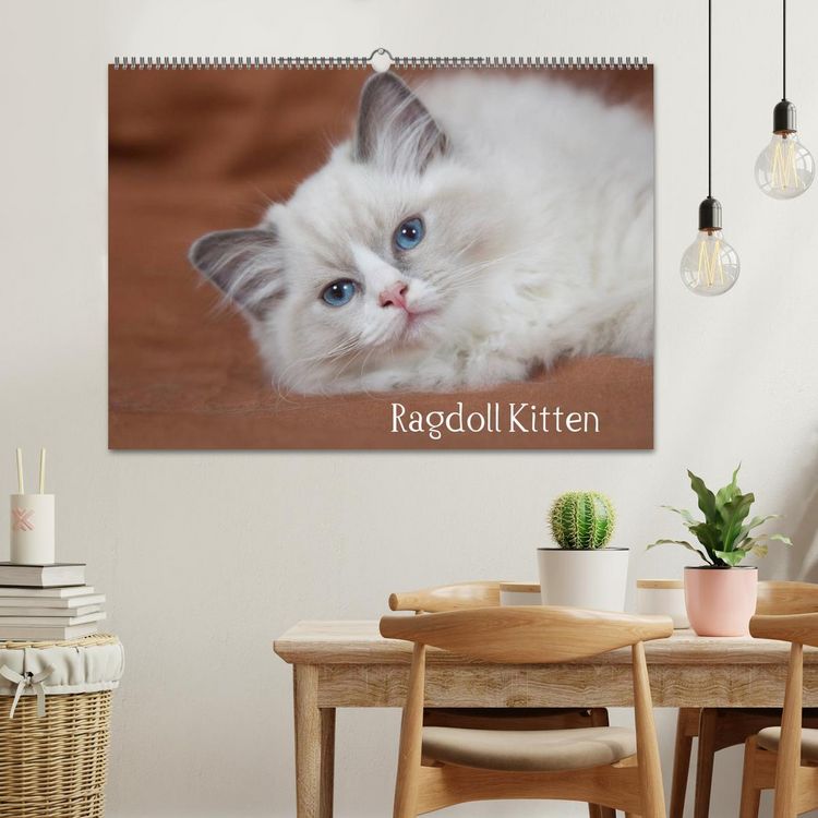 Produktbild: Ragdoll Kitten (Wandkalender 2026 DIN A2 quer), CALVENDO Monatskalender