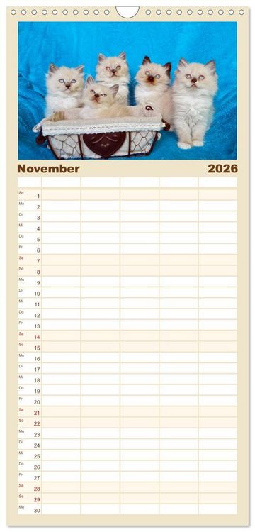 Produktbild: Familienplaner 2026 - Katzenparade mit 5 Spalten (Wandkalender, 21 x 45 cm) CALVENDO