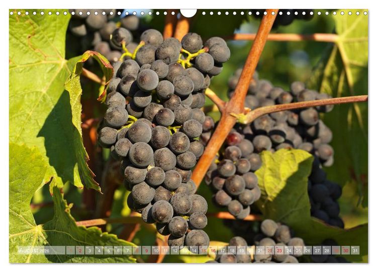 Produktbild: Wein- und Rebsorten aus Rheinland-Pfalz (Wandkalender 2026 DIN A3 quer), CALVENDO Monatskalender