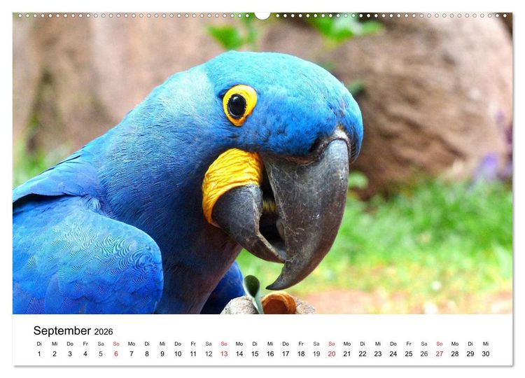 Produktbild: Papageien. Knallbunte Aras und Co. (Wandkalender 2026 DIN A2 quer), CALVENDO Monatskalender
