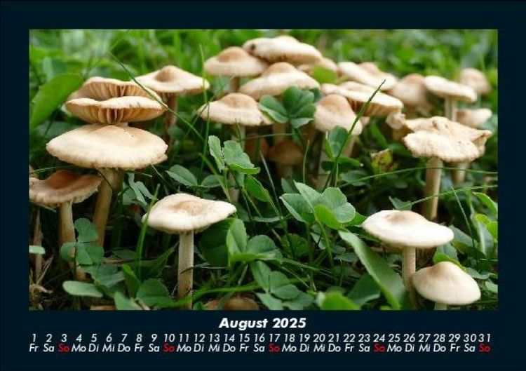 Produktbild: Pilzkalender 2025 Fotokalender DIN A5