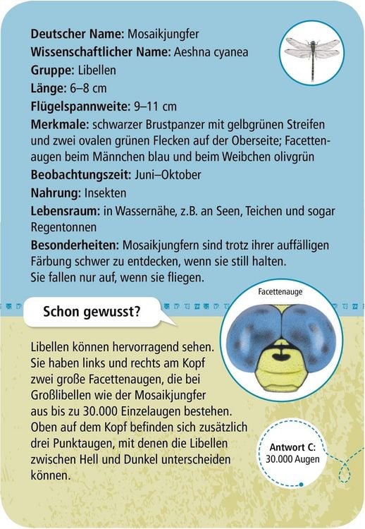 Produktbild: Expedition Natur - 50 heimische Insekten & Spinnen