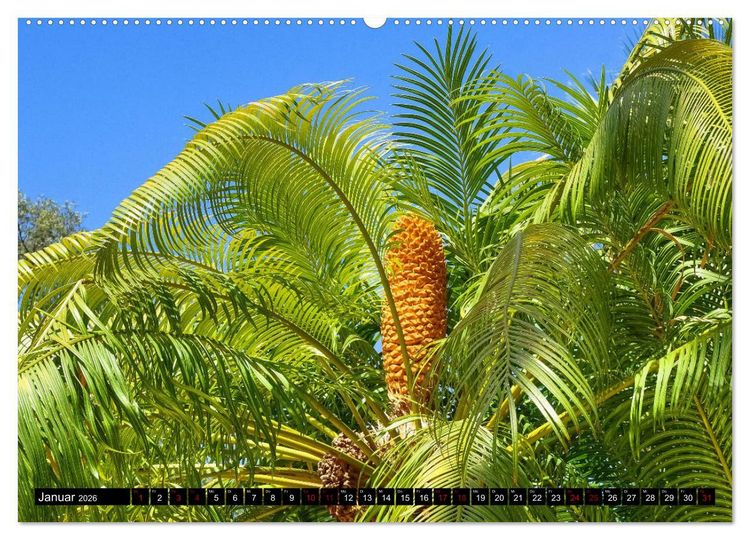Produktbild: Botanischer Garten Palermo (Wandkalender 2026 DIN A2 quer), CALVENDO Monatskalender