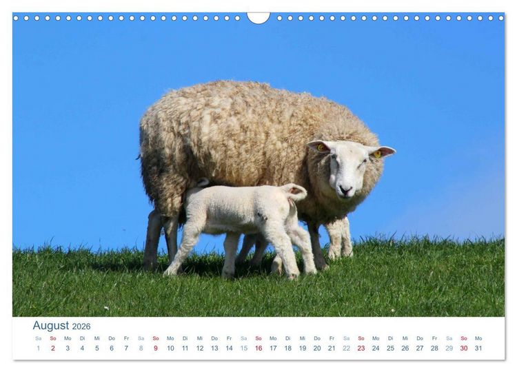 Produktbild: Schafe am Deich 2026. Tierische Impressionen von der Nordseek&uuml;ste (Wandkalender 2026 DIN A3 quer), CALVENDO Monatskalender