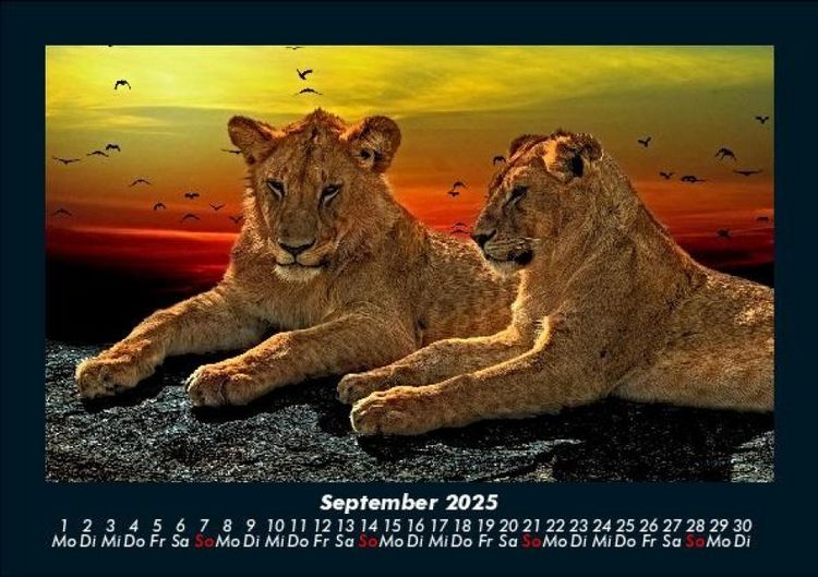 Produktbild: L&ouml;wen in der Wildnis 2025 Fotokalender DIN A5