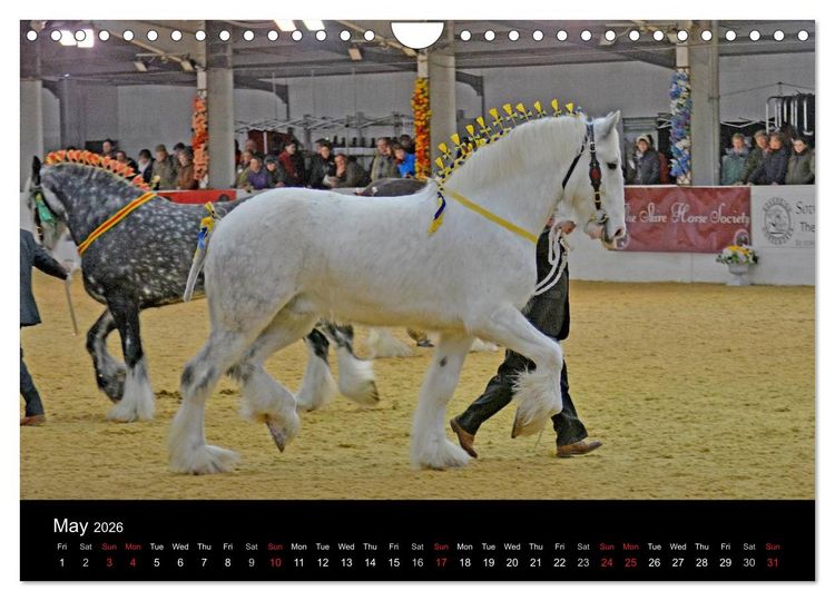 Produktbild: BIG BOLD AND BEAUTIFUL (Wall Calendar 2026 DIN A4 landscape), CALVENDO 12 Month Wall Calendar