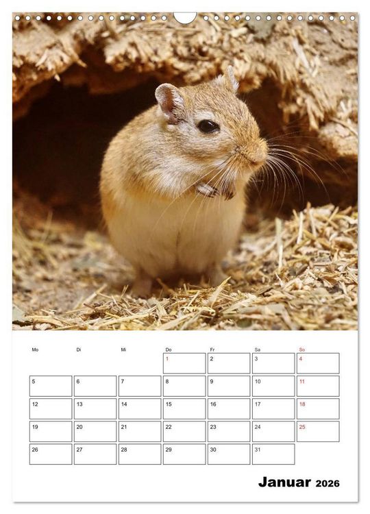 Produktbild: Lustige Rennm&auml;use (Wandkalender 2026 DIN A3 hoch), CALVENDO Monatskalender