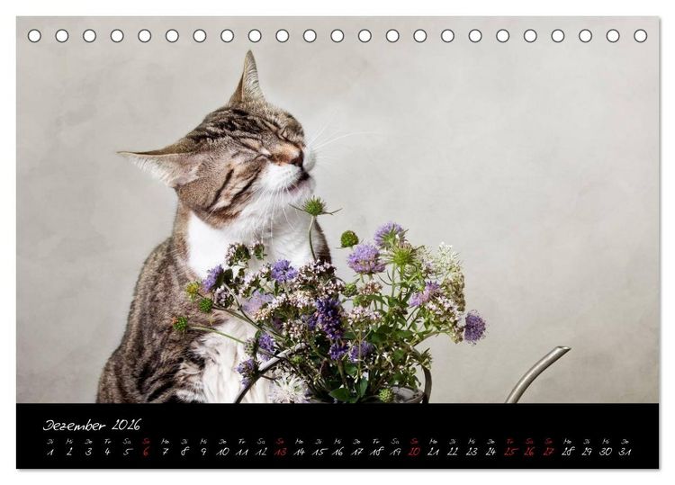 Produktbild: Katzen 2026 (Tischkalender 2026 DIN A5 quer), CALVENDO Monatskalender