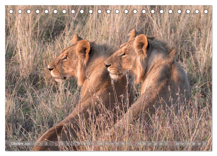 Produktbild: L&ouml;wen - Raubkatzen Afrikas (Tischkalender 2026 DIN A5 quer), CALVENDO Monatskalender