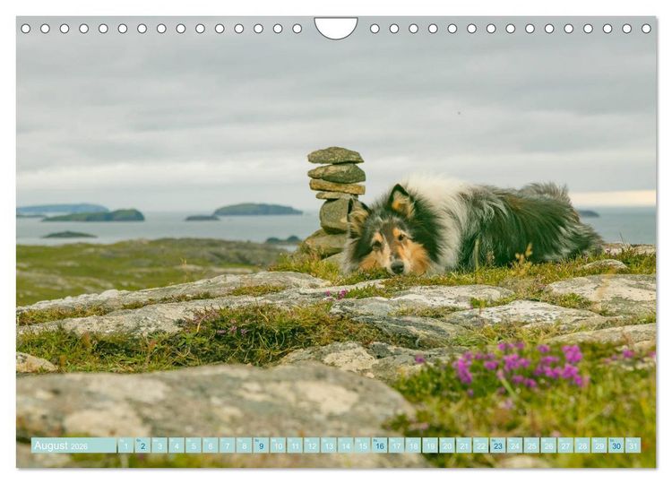 Produktbild: Highland-Collies - Auf vier Pfoten durch Schottland und Irland (Wandkalender 2026 DIN A4 quer), CALVENDO Monatskalender