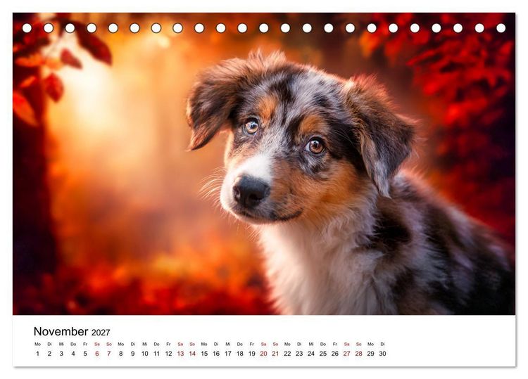 Produktbild: Born to run - Ein Jahr mit Australian Shepherds (Tischkalender 2027 DIN A5 quer), CALVENDO Monatskalender