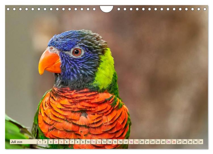 Produktbild: Wundersch&ouml;ne Papageien - Lori (Wandkalender 2026 DIN A4 quer), CALVENDO Monatskalender