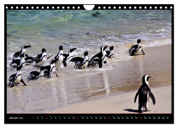 Produktbild: S&Uuml;DAFRIKA Augenblicke (Wandkalender 2026 DIN A4 quer), CALVENDO Monatskalender