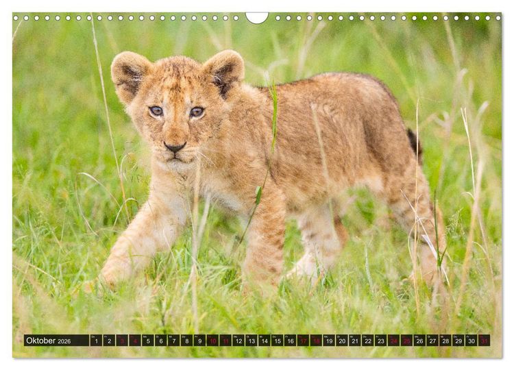 Produktbild: Safari Afrika (Wandkalender 2026 DIN A3 quer), CALVENDO Monatskalender
