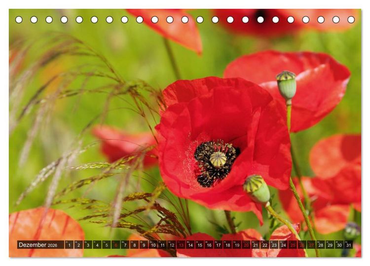 Produktbild: Farbtupfer auf sommerlichen Feldern - Mohn und Kornblumen (Tischkalender 2026 DIN A5 quer), CALVENDO Monatskalender