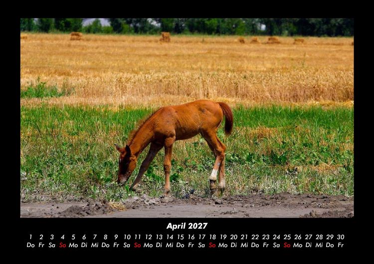 Produktbild: Pferde Kalender 2027 Fotokalender DIN A3