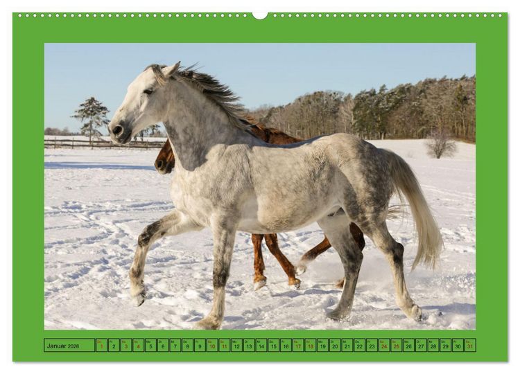 Produktbild: Pferde, das gr&ouml;&szlig;te Gl&uuml;ck auf dieser Erde (hochwertiger Premium Wandkalender 2026 DIN A2 quer), Kunstdruck in Hochglanz