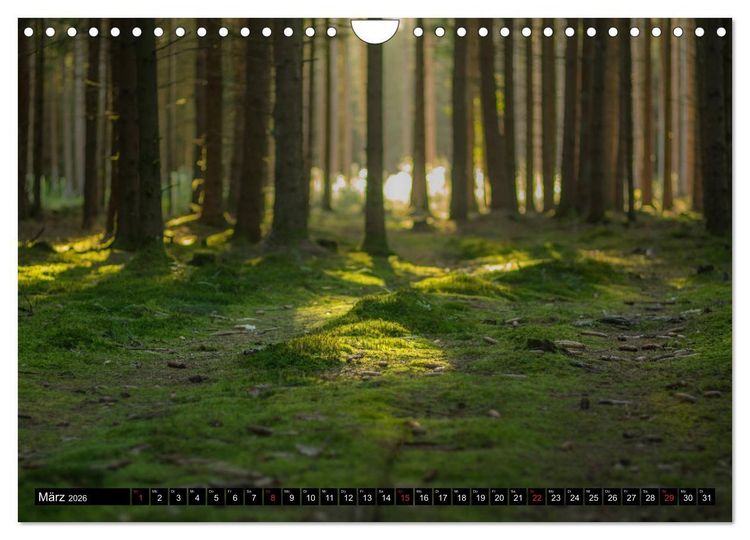 Produktbild: Zauberwelt Wald (Wandkalender 2026 DIN A4 quer), CALVENDO Monatskalender