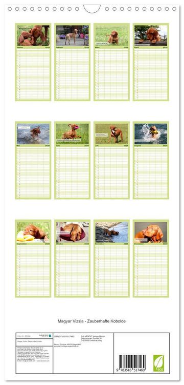 Produktbild: Familienplaner 2026 - Magyar Vizsla - Zauberhafte Kobolde mit 5 Spalten (Wandkalender, 21 x 45 cm) CALVENDO