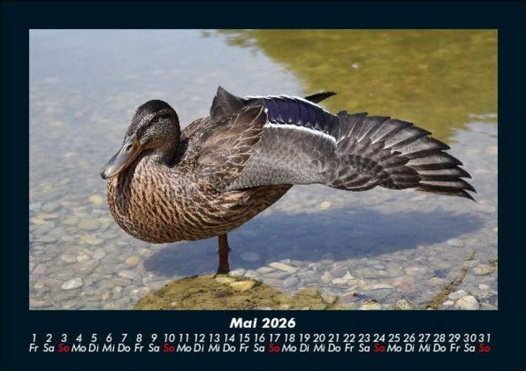 Produktbild: Enten 2026 Fotokalender DIN A5