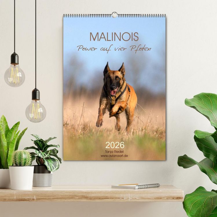Produktbild: Malinois Power auf vier Pfoten (Wandkalender 2026 DIN A2 hoch), CALVENDO Monatskalender