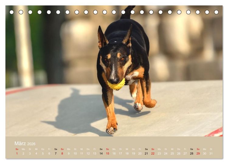 Produktbild: Bullterrier - charmante Herzensbrecher (Tischkalender 2026 DIN A5 quer), CALVENDO Monatskalender