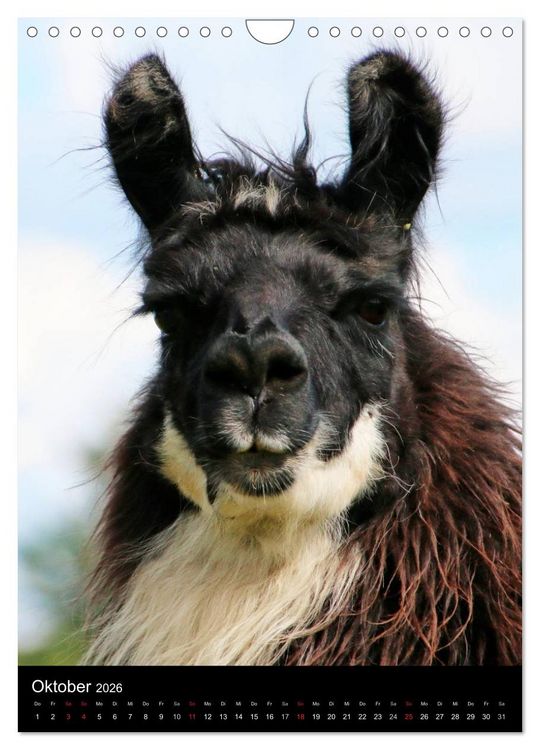 Produktbild: LAMAS (Wandkalender 2026 DIN A4 hoch), CALVENDO Monatskalender