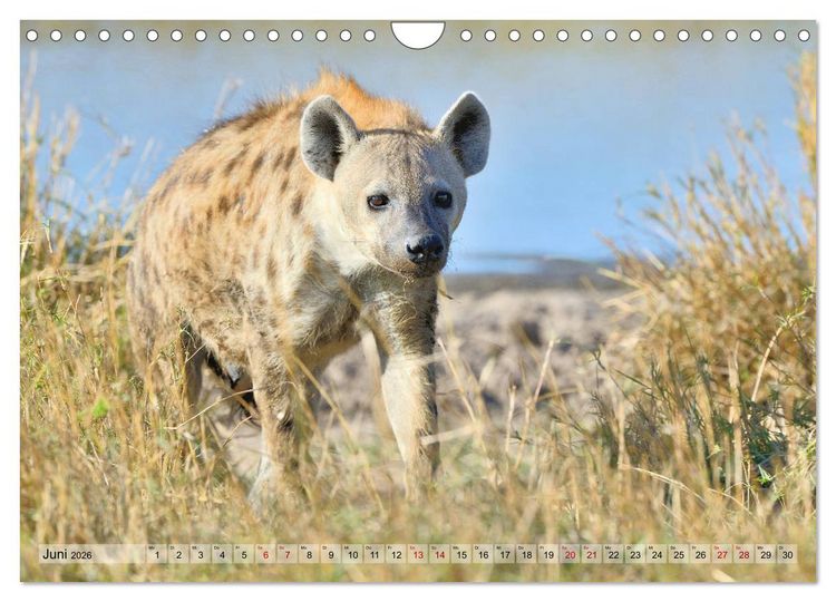 Produktbild: Faszination Afrika: T&uuml;pfel-Hy&auml;nen (Wandkalender 2026 DIN A4 quer), CALVENDO Monatskalender