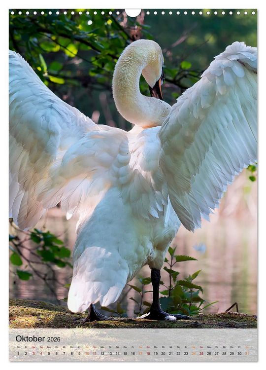 Produktbild: V&ouml;gel - gefiederte Freunde in unserer Natur (Wandkalender 2026 DIN A3 hoch), CALVENDO Monatskalender