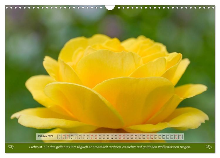 Produktbild: Rosen, Liebe ist (Wandkalender 2027 DIN A3 quer), CALVENDO Monatskalender