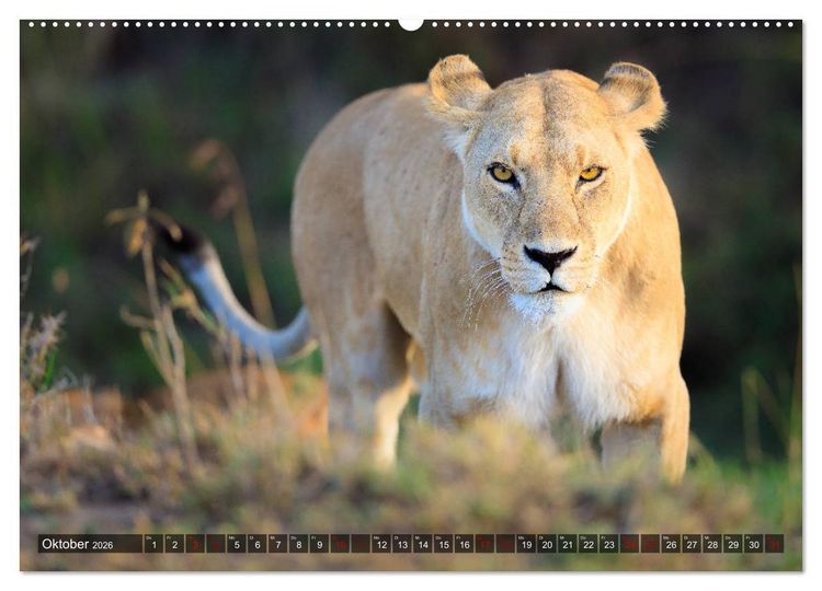 Produktbild: Auf Safari in Kenia 2026 (hochwertiger Premium Wandkalender 2026 DIN A2 quer), Kunstdruck in Hochglanz