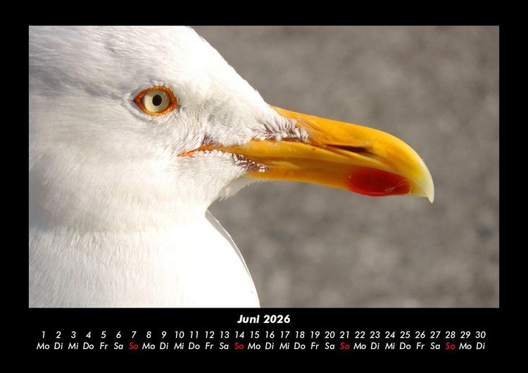Produktbild: V&ouml;gel 2026 Fotokalender DIN A3
