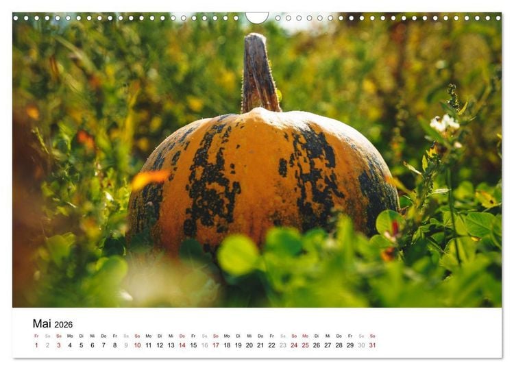 Produktbild: K&Uuml;RBIS KALENDER - Die sch&ouml;nsten K&uuml;rbisse des Jahres (Wandkalender 2026 DIN A3 quer), CALVENDO Monatskalender