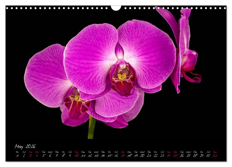 Produktbild: Orchids (Wall Calendar 2026 DIN A3 landscape), CALVENDO 12 Month Wall Calendar
