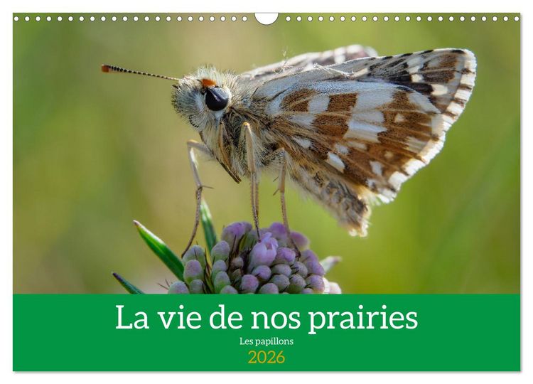 Produktbild: La vie de nos prairie, les papillons (Calendrier mural 2026 DIN A3 vertical), CALVENDO calendrier mensuel