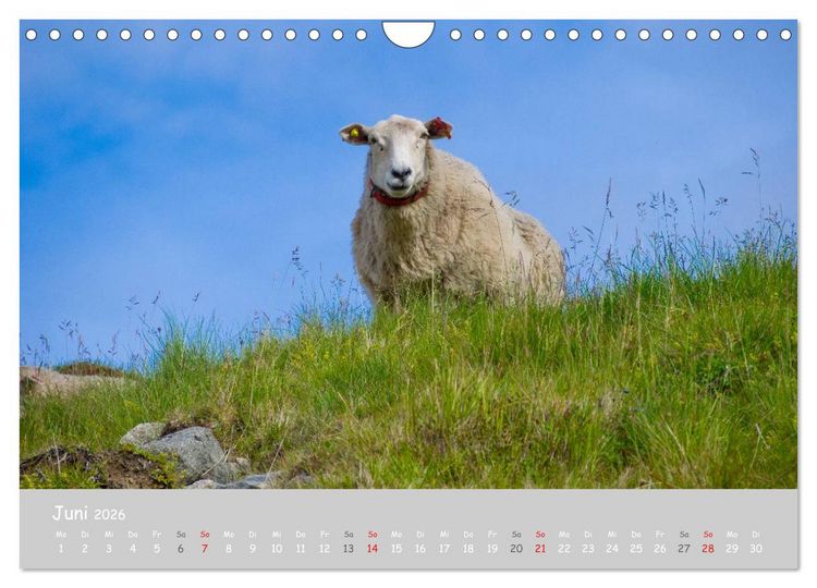 Produktbild: Ganz sch&ouml;n Schaf (Wandkalender 2026 DIN A4 quer), CALVENDO Monatskalender