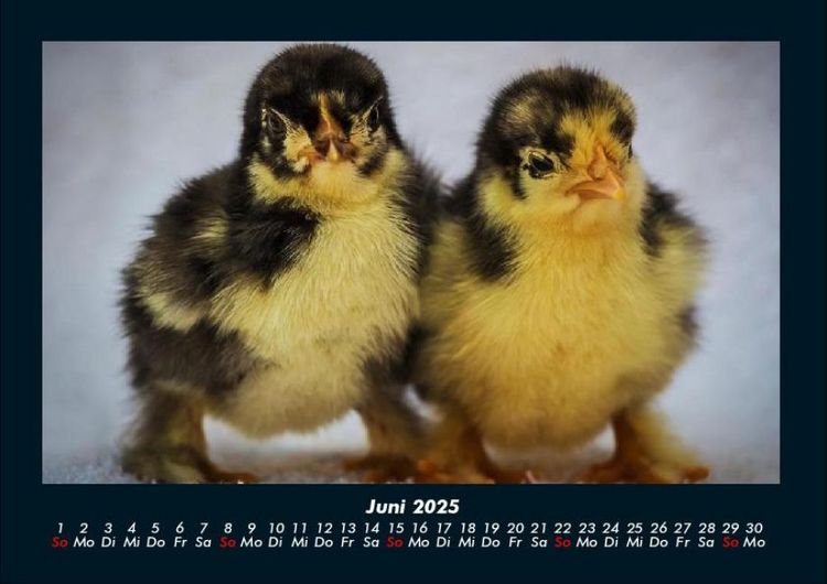 Produktbild: Enten 2025 Fotokalender DIN A4