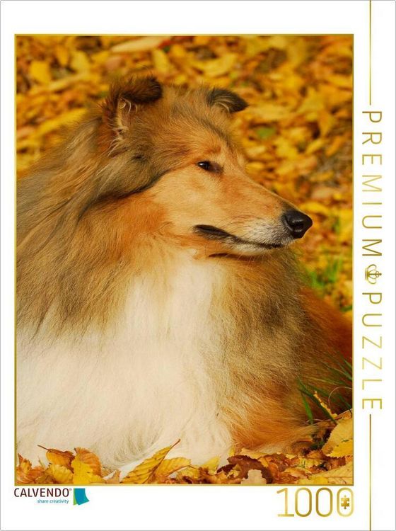 Produktbild: CALVENDO Puzzle Collie - Herbstfarben | 1000 Teile Lege-Gr&ouml;&szlig;e 64x48cm Foto-Puzzle f&uuml;r gl&uuml;ckliche Stunden