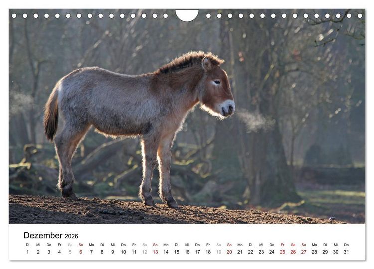 Produktbild: Faszination Przewalski-Pferde (Wandkalender 2026 DIN A4 quer), CALVENDO Monatskalender