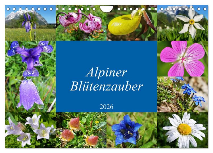 Produktbild: Alpiner Bl&uuml;tenzauber (Wandkalender 2026 DIN A4 quer), CALVENDO Monatskalender