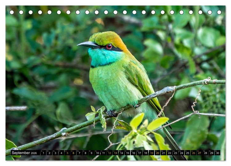 Produktbild: V&ouml;gel im Fokus - Ausdrucksstarke Vielfalt in der Vogelwelt (Tischkalender 2026 DIN A5 quer), CALVENDO Monatskalender