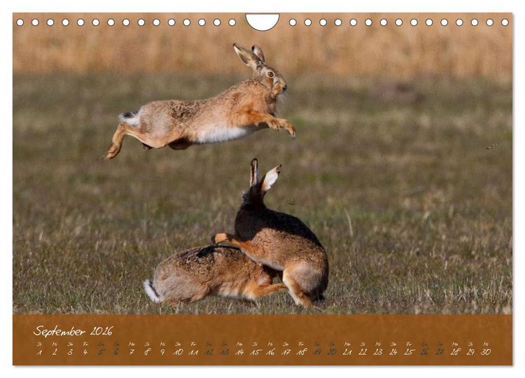 Produktbild: Feldhasen in H&ouml;chstform (Wandkalender 2026 DIN A4 quer), CALVENDO Monatskalender