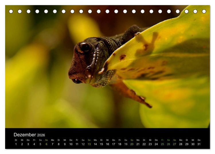Produktbild: Reptilien (Tischkalender 2026 DIN A5 quer), CALVENDO Monatskalender