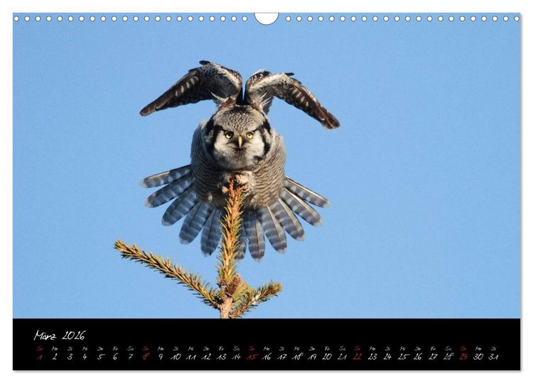 Produktbild: Heimische Eulen und Greife (Wandkalender 2026 DIN A3 quer), CALVENDO Monatskalender
