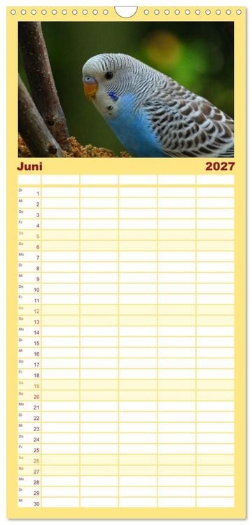 Produktbild: Familienplaner 2027 - Wellensittichkalender! - Das Original mit 5 Spalten (Wandkalender, 21 x 45 cm) CALVENDO