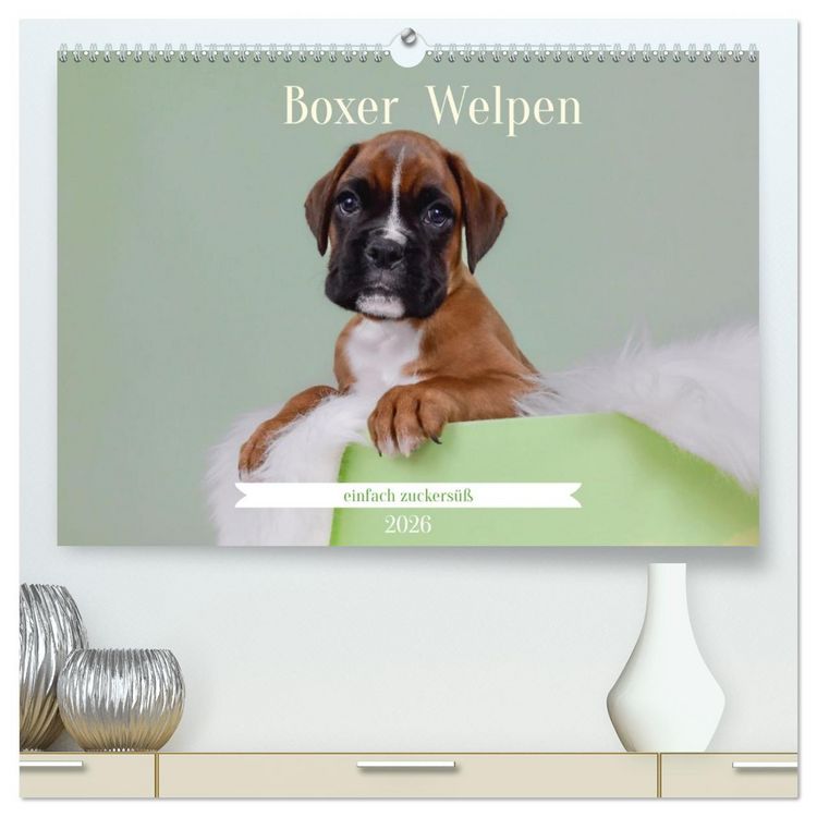 Produktbild: Boxer Welpen einfach zuckers&uuml;&szlig; (hochwertiger Premium Wandkalender 2026 DIN A2 quer), Kunstdruck in Hochglanz