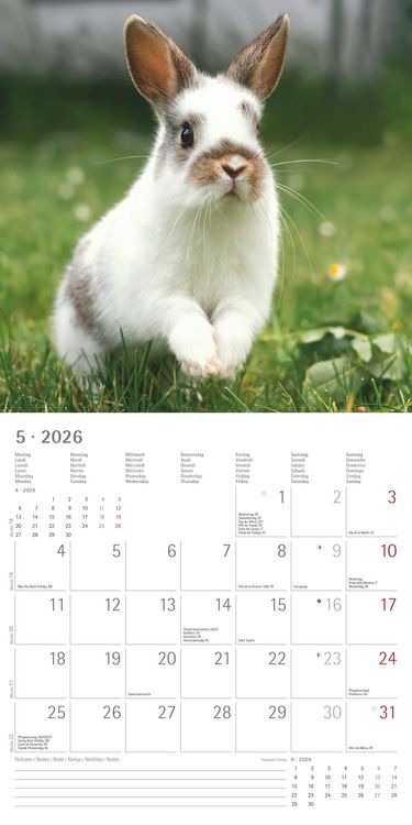 Produktbild: Kaninchen 2026 - Broschürenkalender 30x30 cm (30x60 geöffnet) - Kalender mit Platz für Notizen - Rabbits - Bildkalender - Wandplaner - Wandkalender